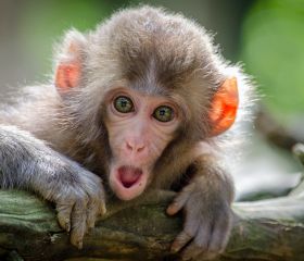 Обезьяний питомник