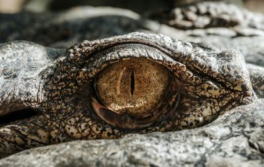 Крокодиловая ферма в Голубицкой