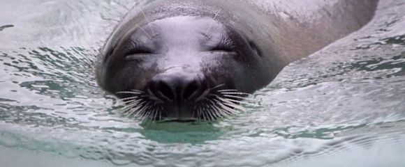 Байкальский музей