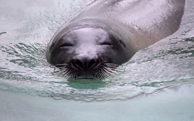 Байкальский музей | Музеи в Листвянке | ПриветТур