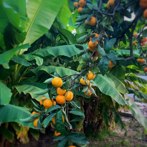 Гостевой дом Дивный сад